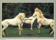 Animaux chevaux etalons d'occasion  Fruges