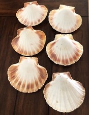 Extra large scallop for sale  Temecula