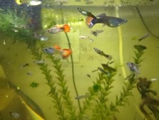 Cheapest guppies sale for sale  Saint Joseph