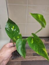 Golden pothos plant for sale  LONDON