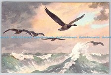 D323529 brent geese. for sale  WARLINGHAM
