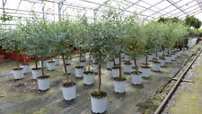 Stück eucalyptus gunni gebraucht kaufen  Goch