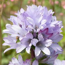 Campanula caroline clustered for sale  UK