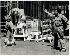 Vitanza dompteur lions d'occasion  Pagny-sur-Moselle