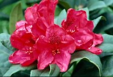 Rhododendron lord robert for sale  NEWRY