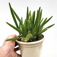 Aporocactus flagelliformis sus for sale  LEIGH