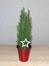 Potted conifer plant for sale  LUTON