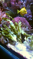 Caulerpa prolifera live for sale  LONDON