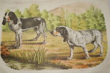 Chiens gascons saintongeois d'occasion  Hénin-Beaumont