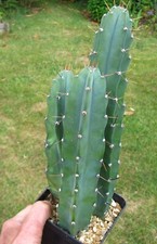 cactus plants for sale cactus plants for sale FORDINGBRIDGE