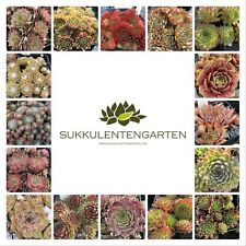 15x sempervivum rosetten gebraucht kaufen  Wachtendonk