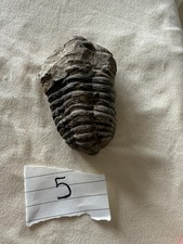 Trilobite fossil for sale  ROWLANDS GILL