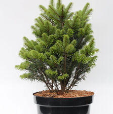 Weiß tanne pyramidalis gebraucht kaufen  Bad Zwischenahn