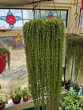 10cm string pearls for sale  BOSTON