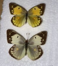 Rare lesser clouded for sale  CAERNARFON