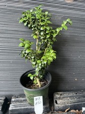 Maculata boxwood for sale  Martin