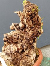 Bonsai olivastro 40x30 usato  Pagani
