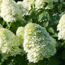 Hydrangea paniculata limelight for sale  MARCH