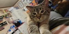 Cat small dog for sale  Des Moines