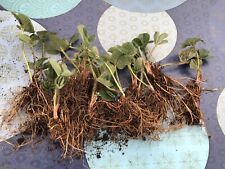 Framberry plants fraisiers d'occasion  Vals-les-Bains
