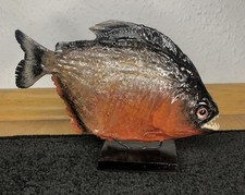 Roter piranha präparat gebraucht kaufen Roter piranha präparat gebraucht kaufen  Belzig