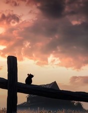 Annonces cours bébé d'occasion  Tours-