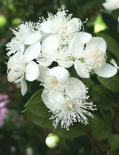 Chilean myrtle luma for sale  ST. ASAPH