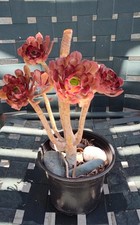 Aeonium arboreum atropurpureum for sale  Corona