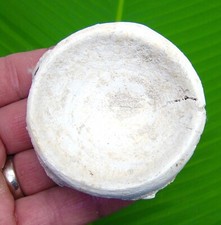 2.85 giant fossil for sale  Bradenton