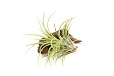 Large tillandsia ionantha for sale  Saint Augustine