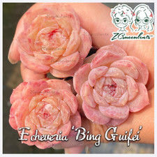 Echeveria bing guifei for sale  TUNBRIDGE WELLS