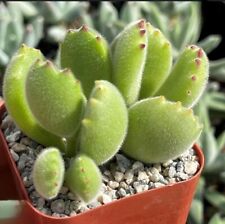 Bear paw succulent for sale  Ireland