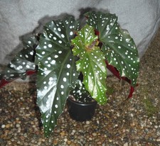 Begonia macculata black gebraucht kaufen  Rheinstetten