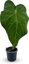 Anthurium magnifucum green for sale  Denver