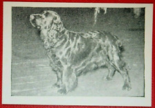 Field spaniel vintage for sale  DERBY