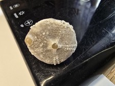Seeigel galerites steinkern gebraucht kaufen  Elmenhorst