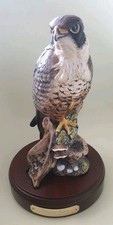 falcon bird for sale falcon bird for sale FAVERSHAM