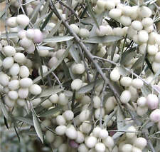 Olea europea diamante usato  Napoli
