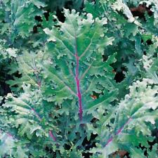 333 seeds kale for sale  Phoenix