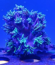 Blue tipped green for sale  REDRUTH