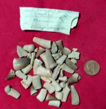 dinosaur teeth for sale dinosaur teeth for sale GOSPORT