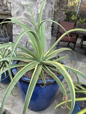 Agave bracteosa striated for sale  Vista