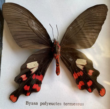 Byasa polyeuctes termessus for sale Byasa polyeuctes termessus for sale  BRIGHTON