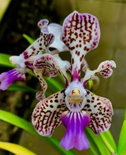 Vanda species nuovo usato  Spedire a Italy