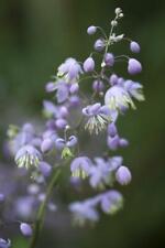 Thalictrum delavayi splendide for sale  STANLEY