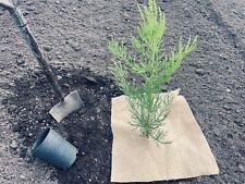 Giant sequoia giant for sale  KIDLINGTON
