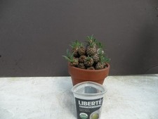 Euphorbia suzannae bupleurifol for sale  Saint Cloud