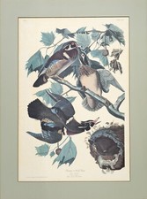 Vintage large audubon for sale  Sedona