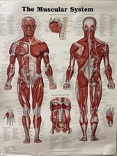 Vintage muscular system for sale  Gaithersburg
