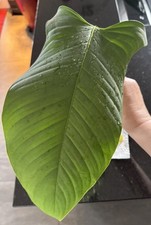 Philodendron genevievianum rar gebraucht kaufen  Bottrop